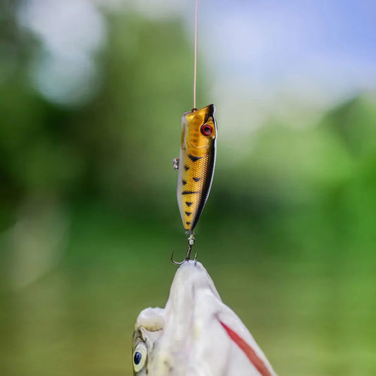 Shunmaii 5Pcs Hard Bait Popper Fishing Lures for Bass Trout